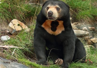 sun-bear