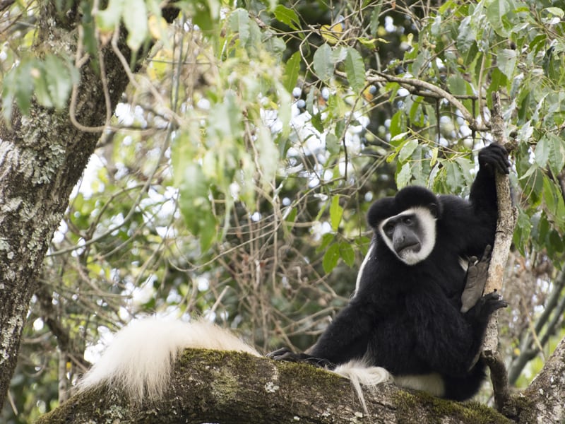 Tanzania’s Wildlife