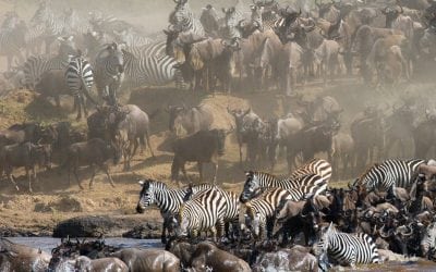 The Great Migration in Tanzania