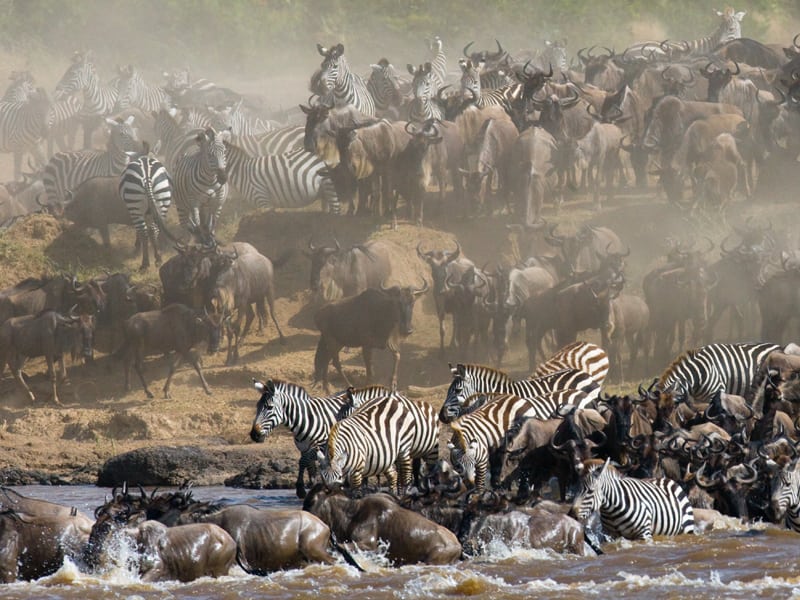The Great Migration in Tanzania
