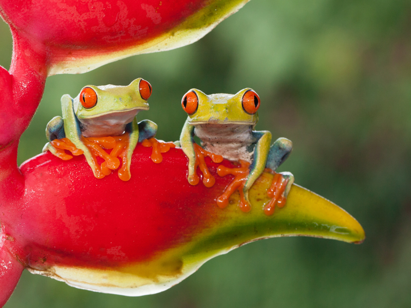 The Wildlife in Costa Rica